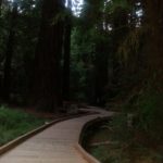 San Fransisco - Muir Woods - Those are really big trees!