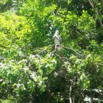 Sumidero - Birds on the river