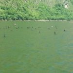 Sumidero - Birds on the river