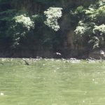 Sumidero - Birds on the river