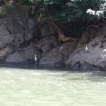 Sumidero - Birds on the river