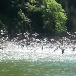 Sumidero - Birds on the river