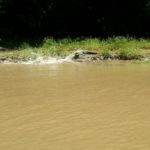 Sumidero -  American crocodiles -They sit down with their open mouths, like they are some Lacoste commercial and suddenly jump into the water, scary... =o