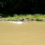 American crocodiles -They sit down with their open mouths, like they are some Lacoste commercial and suddenly jump into the water, scary... =o