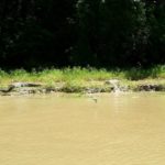 American crocodiles -They sit down with their open mouths, like they are some Lacoste commercial and suddenly jump into the water, scary... =o