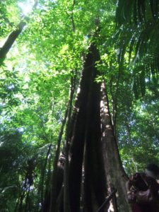 09192014-12  Palenque - Those enormous trees grow all over the site.