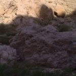 An ibex, watching us as we go