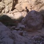 An ibex, watching us as we go