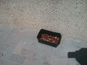 When you throw away your food and even the cats don't eat it - It is time to rethink the all thing - streets shopping
