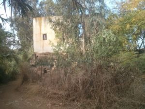 "Kanaf Levana" - The stone building with the plot of land on its northern side cover an area of 450 dunams (110 acres), and since the 1950's it was a private estate belonging to "Kanaf Levana", raising geese and growing citrus fruit. This area was purchased by Moashav Neve Yarak in 1972 and its members replaced the orange groves with a vineyard. Later the moshav's members uprooted the vineyard and opted for non-irrigated field corps in this plot. - Cannabis