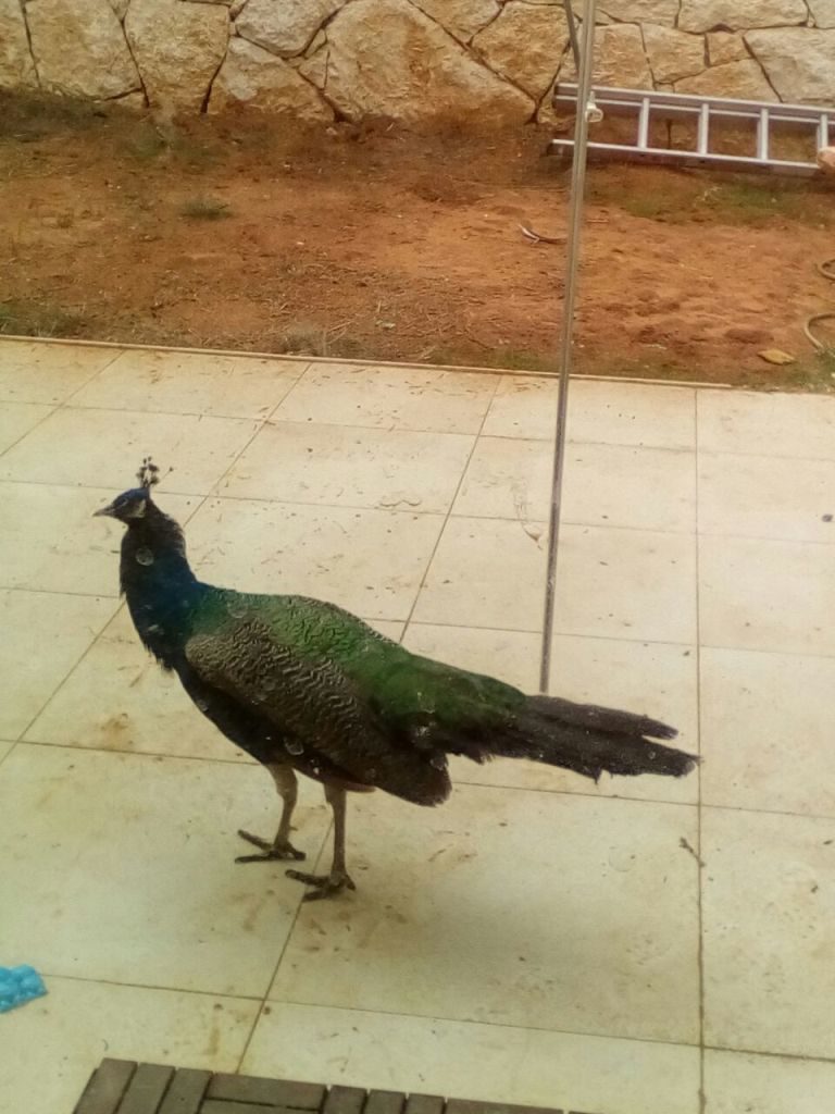 A Pavo is running around my parents house, just some nice pics of him - sewing 