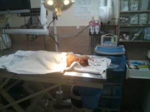 Arieh the cat after the surgery - He had infection on his leg. Reusable Daipers 