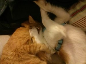 The pet showing love to each other