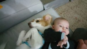 Who teach who? pet