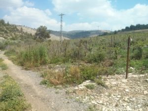 In the entrance to the stream - Vines belong to one of the people of Dolev - Dolvim stream