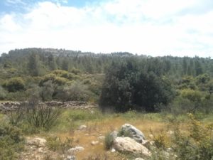 Dolev settlement from below - Dolvim stream