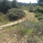 The trail junction - Left to Talmon settlement, right (over the bridge) to Dolev. We went forward, along the stream.   - Dolvim stream
