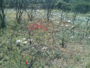 Burned trees and red flowers - Dolvim stream