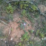 Mandragora - Dolvim stream