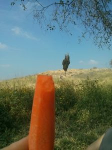 Tel Gezer. In Hebrew Gezer means carrot - Tel Gezer