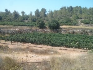 Modern terrace, the most efficient way to use those slopes - Nahal Me'ara