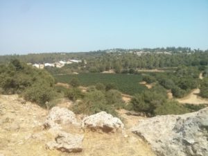 Looking over the vanes to the moshav of Nes Harim - Nahal Me'ara