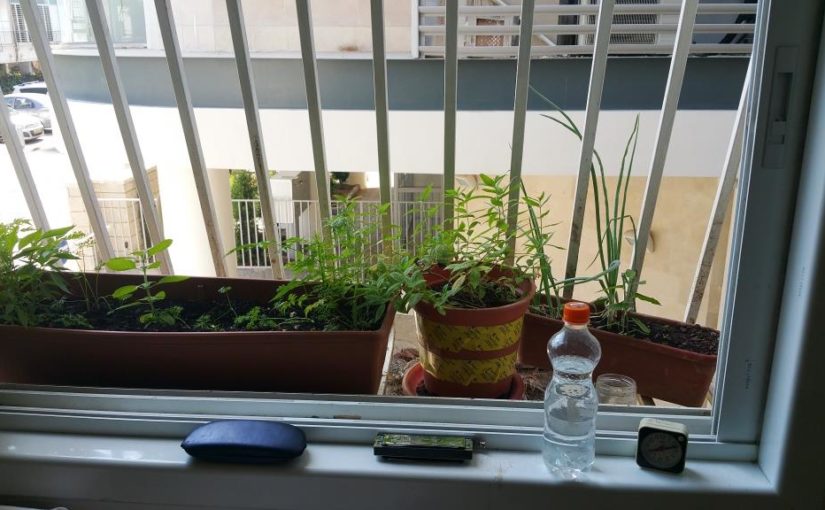 A garden on the window