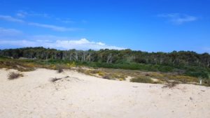 The Eucalyptus in the other bank of the stream.