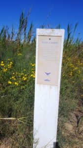 The sand properties sign - The sand in coastal plain is mostly made of relative big Quartz grains (up to 0.2 mm).