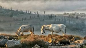 Just a couple of donkeys in the morning haze - morning