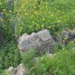 Jordanian trenches on top of the hill - Latrun