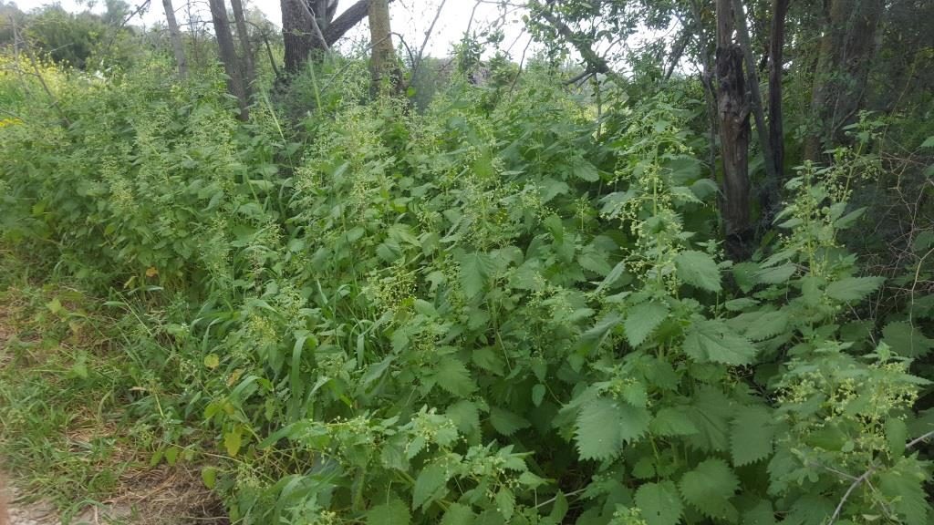The evil Urtica - watch those, it sting =/ - Latrun