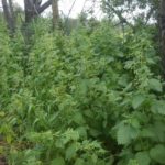 The evil Urtica - watch those, it sting =/ - Latrun