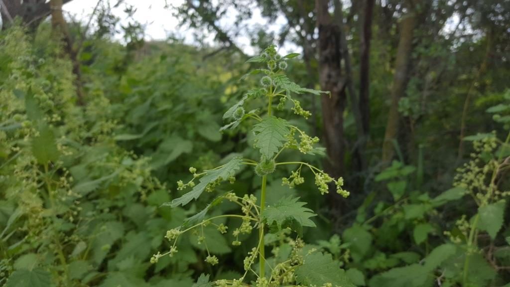 The evil Urtica - watch those, it sting =/ - Latrun