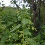 The evil Urtica - watch those, it sting =/ - Latrun