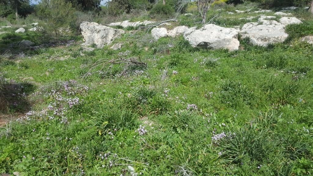 Cyclamens - Latrun