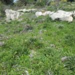 Cyclamens - Latrun