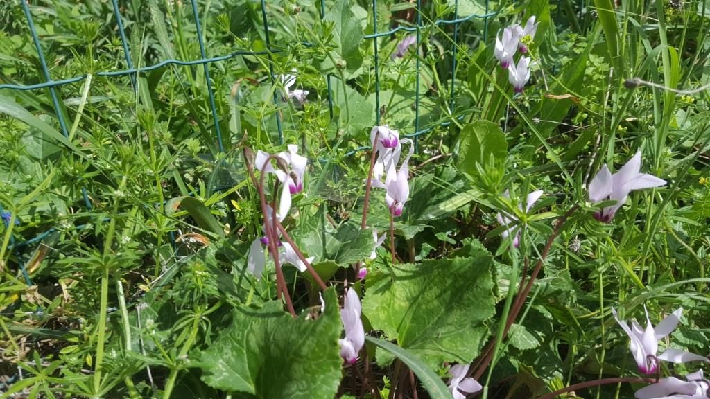Cyclamens - Latrun