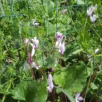 Cyclamens - Latrun
