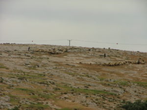Goats are sheep herds can be seen all over the area, and they are one of the main occupation of the people here.