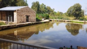 The pond and the reconstructed flour mill. During 1936-1939 Arab revolt, gangs used the place as a base to attack near Jewish cities (i.e. Ramat Gan). To prevent it the British took over it and used it as a base. In 1948, when they left, they throw everything into the pond. In 1950's some youth guides took out hand grenades and got hurt when they exploded. PM Ben gurion ordered the Engineering corps to clear the place from explosives, and they used it as a place to practice - and all the building that were left here exploded. - 7 mills