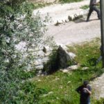 Looking down on the lower entrance and the external tunnel from the edge of top of the tell. The opening in the right pic is a air hole of the external tunnel. - Tel Gibeon