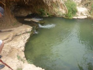 Down the stream - another pool with a suprising animal -   - En-part
