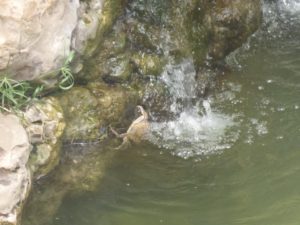 a crab, running into the water to hide  - En part