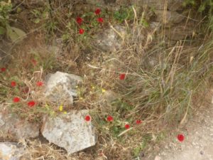 The last flowers of the spring still blooms - The red is papaver   - En part