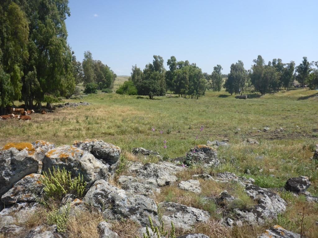 Remains of an ancient settlement