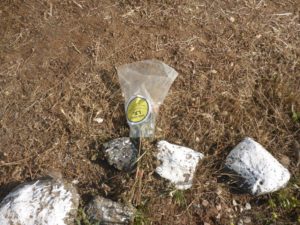 A flower bouquet of the Golan height runners, probably from Yom HaZikaron (Memorial day)