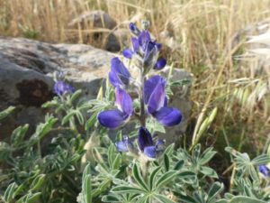 Lupinus