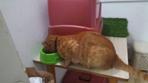 He's back, safe and OK! and right to eat