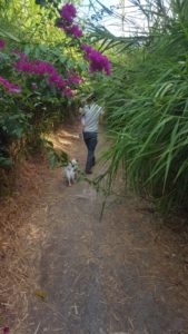 The romantic trail
